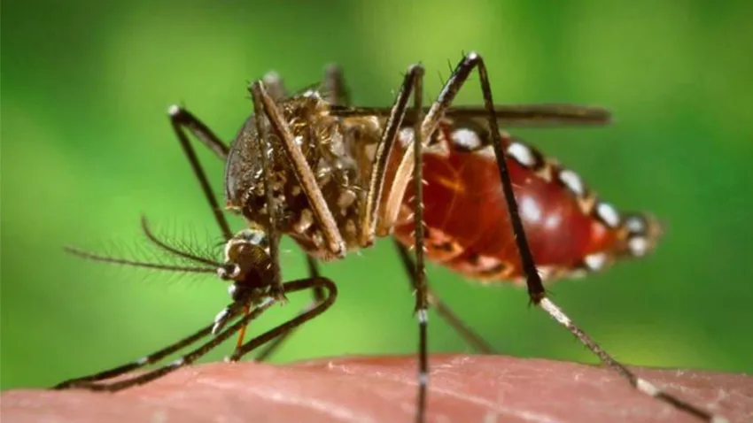 EL DENGUE “SE ESTÁ VOLVIENDO UNA ENFERMEDAD ENDÉMICA EN TODO EL PAÍS”