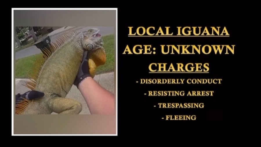 VIDEO: POLICÍA DE FLORIDA ARRESTA A ENORME IGUANA POR ALTERACIÓN DEL ORDEN PÚBLICO