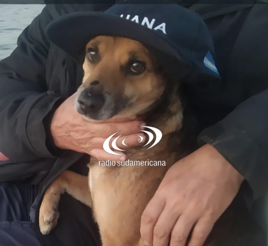 SE PERDIÓ “PEQUE” Y OFRECEN UN MILLÓN DE PESOS PARA RECUPERARLO