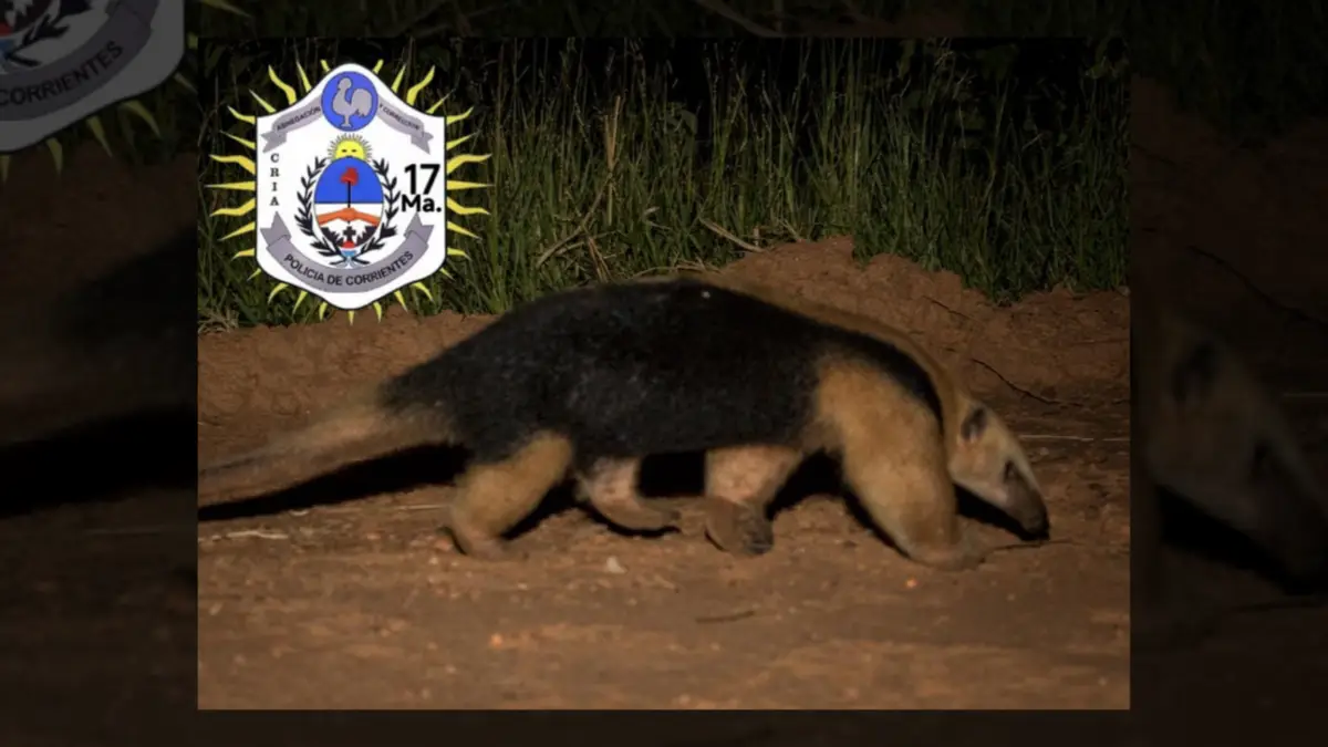 CORRIENTES: UN OSO MELERO APARECIÓ EN UN BARRIO DE CAPITAL, FUE RESCATADO POR LA POLICÍA